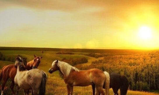 Horse Insurance