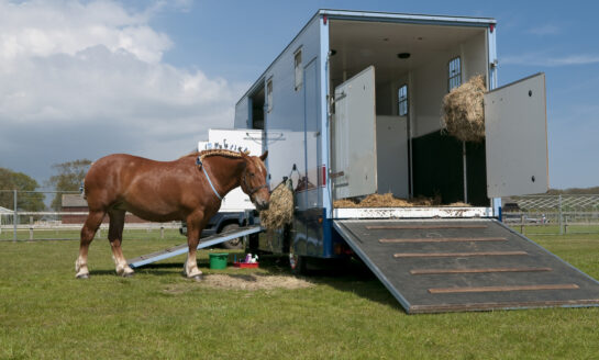 Compare Horse Insurance